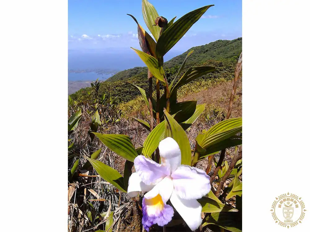 hamac xl mombacho 10